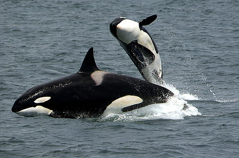 Tres rescatados en aguas de Tarifa tras impactar un grupo de orcas con el velero en el que viajaban